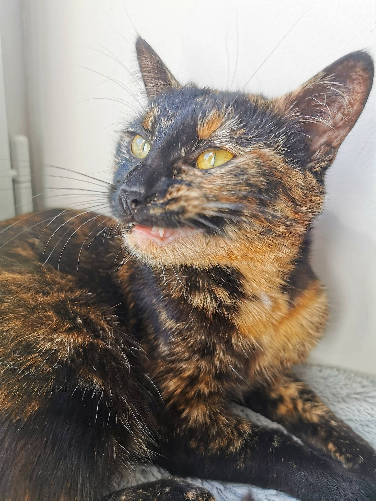 Paupiette participe au concours pour gagner de l'argent avec cette photo : carnivore, cat, claw, domestic_short_haired_cat, ear, felidae, fur, iris, paw, sitting, small_to_medium_sized_cats, snout, tail, terrestrial_animal, whiskers, wildlife