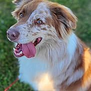 Jester joined the competition — help win amazing prizes! animal, australian_shepherd, canine, closeup, dog, ears, friendly, fur, grass, happy, leash, muzzle, nature, outdoor, paw, pet, playful, sunlight, tongue, tongue_out