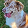 animal, australian_shepherd, canine, closeup, dog, ears, friendly, fur, grass, happy, leash, muzzle, nature, outdoor, paw, pet, playful, sunlight, tongue, tongue_out