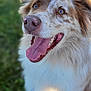 Jester is registered to the contest to win money with this photo: animal, blurred_background, brown, canine, closeup, dog, ears, eyes, fur, grass, happy, leash, mouth, nature, nose, outdoor, pet, smiling, tongue, white