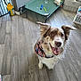 Jester is registered to the contest to win money with this photo: animal, bandana, canine, collar, dog, ears_up, floor, fur, happy, home, indoor, looking_up, pet, pet_bed, playful, room, smiling, tongue_out, toy, wooden_floor