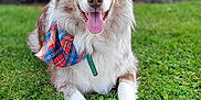 Jester joined the competition — help win amazing prizes! animal, bandana, brown_and_white, canine, cute, daylight, dog, fur, grass, greenery, happy, nature, outdoor, park, pet, playful, portrait, relaxed, smiling, tongue_out
