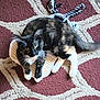 animal, carpet, cat, closeup, curious, floor, fur, indoor, mammal, pattern, pet, playful, relaxed, rope_toy, scratching_pad, tail, texture, tortoiseshell, whiskers, white_paws