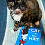 blue, book, cat, close_up, cute, domestic_cat, dr_seuss, feline, indoor, knitted_blanket, paw, pet, purple_collar, red, resting, striped_blanket, the_cat_in_the_hat, tortoiseshell_cat, white, yellow_eyes