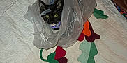 Morgan is registered to the contest to win money with this photo: kitten, cat, plastic_bag, quilt, floral_pattern, bedspread, indoor, pet, animal, black_and_white, curious, playful, fabric, colorful, domestic, small_animal, household, cute, young_cat, resting