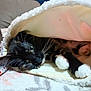 animal, bed, blanket, cat, closeup, comfort, cozy, cute, eyes, feline, fur, indoor, paws, pet, relaxing, resting, sleepy, soft, warm, whiskers