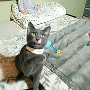 Bleu is registered to the contest to win money with this photo: animal, baby_doll, bed, blanket, cat, collar, cute, fabric, fur, furniture, gray_cat, indoor, paw, pet, phone, playful, sleeping_area, soft, tongue, toy