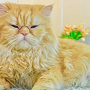 Sherkhan joined the competition — help win amazing prizes! carpet, cat, close_up, flower_arrangement, fluffy, fur, grumpy, home_interior, indoor, long_hair, orange_cat, paws, persian_cat, pet, portrait, relaxing, sleepy, soft_lighting, vase, whiskers