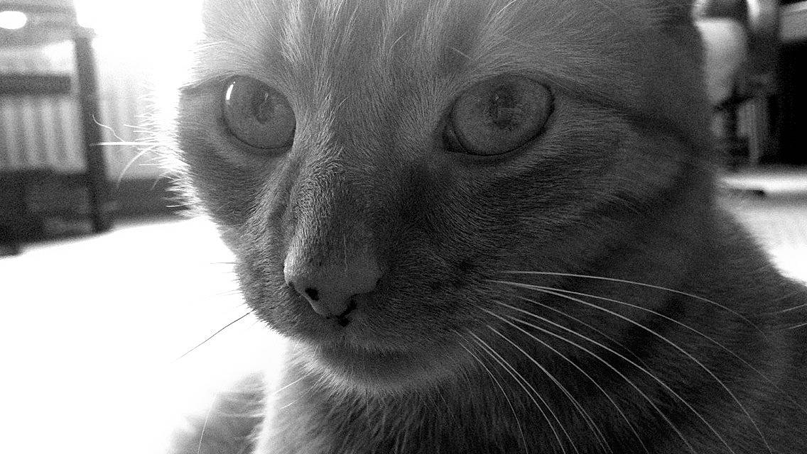 Caspian joined the competition — help win amazing prizes! carnivore, cat, close_up, domestic_short_haired_cat, ear, eye, felidae, fur, grey, head, iris, monochrome, monochrome_photography, nose, small_to_medium_sized_cats, snout, terrestrial_animal, whiskers