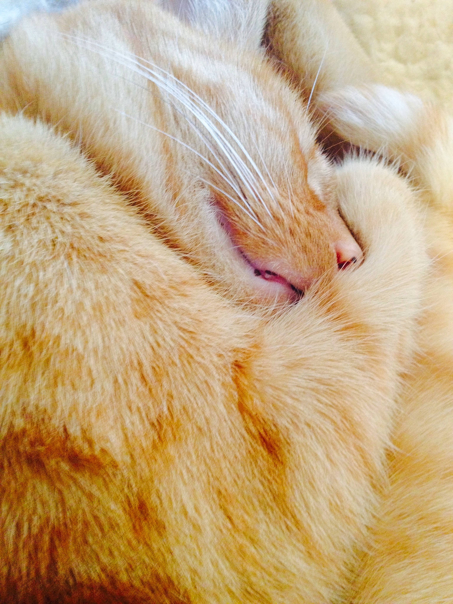 Caspian joined the competition — help win amazing prizes! beige, carnivore, cat, close_up, comfort, fawn, felidae, fur, fur_clothing, nap, natural_material, paw, peach, sleep, small_to_medium_sized_cats, tail, terrestrial_animal, whiskers, wrinkle