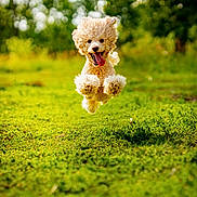 Juney joined the competition — help win amazing prizes! dog, poodle, jumping, grass, outdoor, happy, playful, pet, animal, nature, greenery, sunlight, running, fur, tongue, energetic, summer, daylight, canine, active