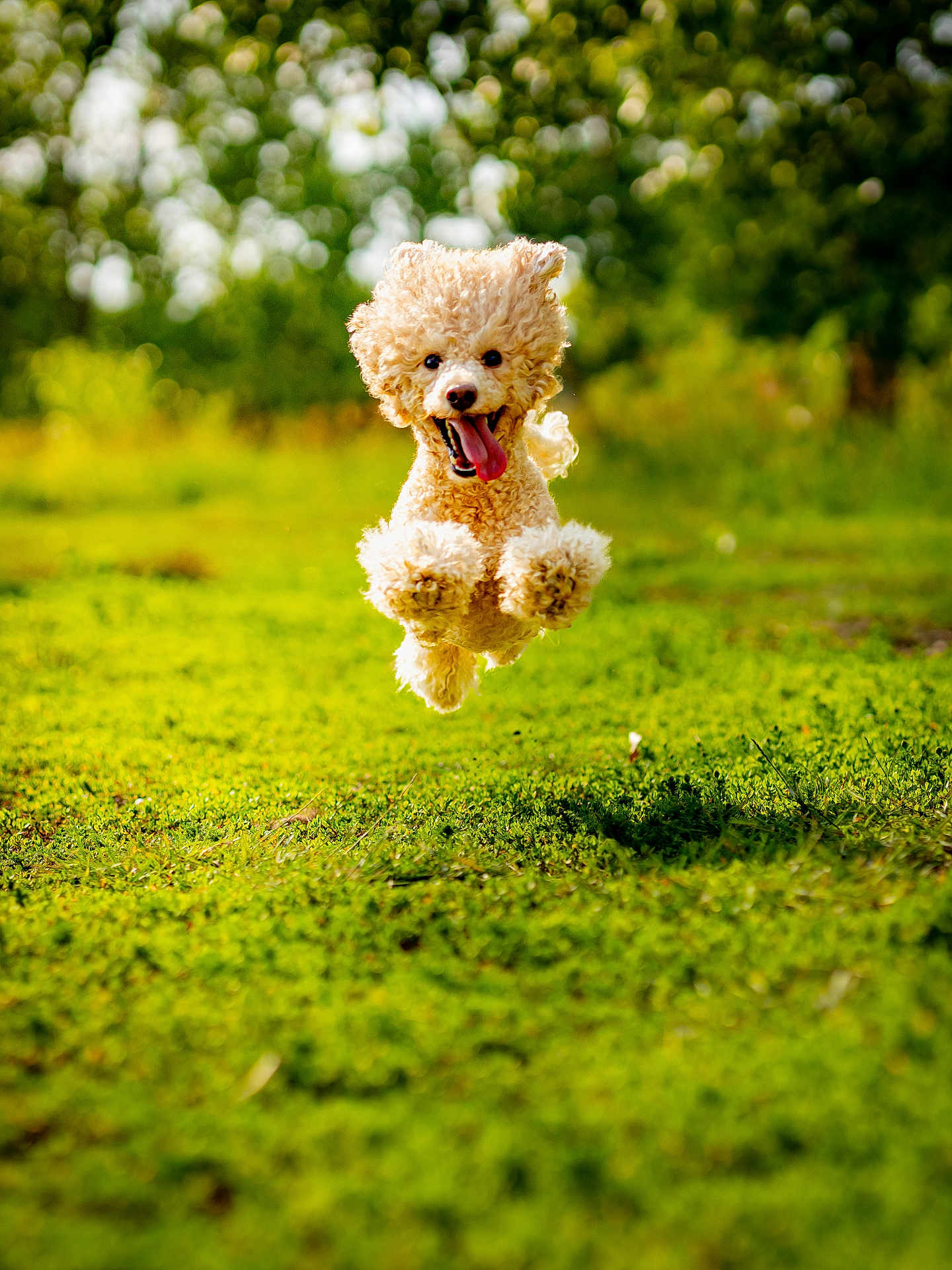 Juney joined the competition — help win amazing prizes! dog, poodle, jumping, grass, outdoor, happy, playful, pet, animal, nature, greenery, sunlight, running, fur, tongue, energetic, summer, daylight, canine, active
