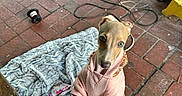 Vixxin is registered to the contest to win money with this photo: dog, small_dog, pink_sweater, clothing, standing, front_paws, long_legs, pointed_ears, short_hair, curious, cute, outdoor, brick_pavement, patio, blanket, electric_fan, power_cables, human_leg, pet, portrait