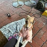 dog, small_dog, pink_sweater, clothing, standing, front_paws, long_legs, pointed_ears, short_hair, curious, cute, outdoor, brick_pavement, patio, blanket, electric_fan, power_cables, human_leg, pet, portrait