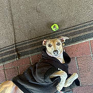 Vixxin joined the competition — help win amazing prizes! dog, dogs, pet, animal, puppy, small_dog, tan_dog, black_hoodie, collar, wide_eyes, floppy_ears, lying_down, sitting, outdoor, brick_patio, carpet, furry, companion, portrait, funny