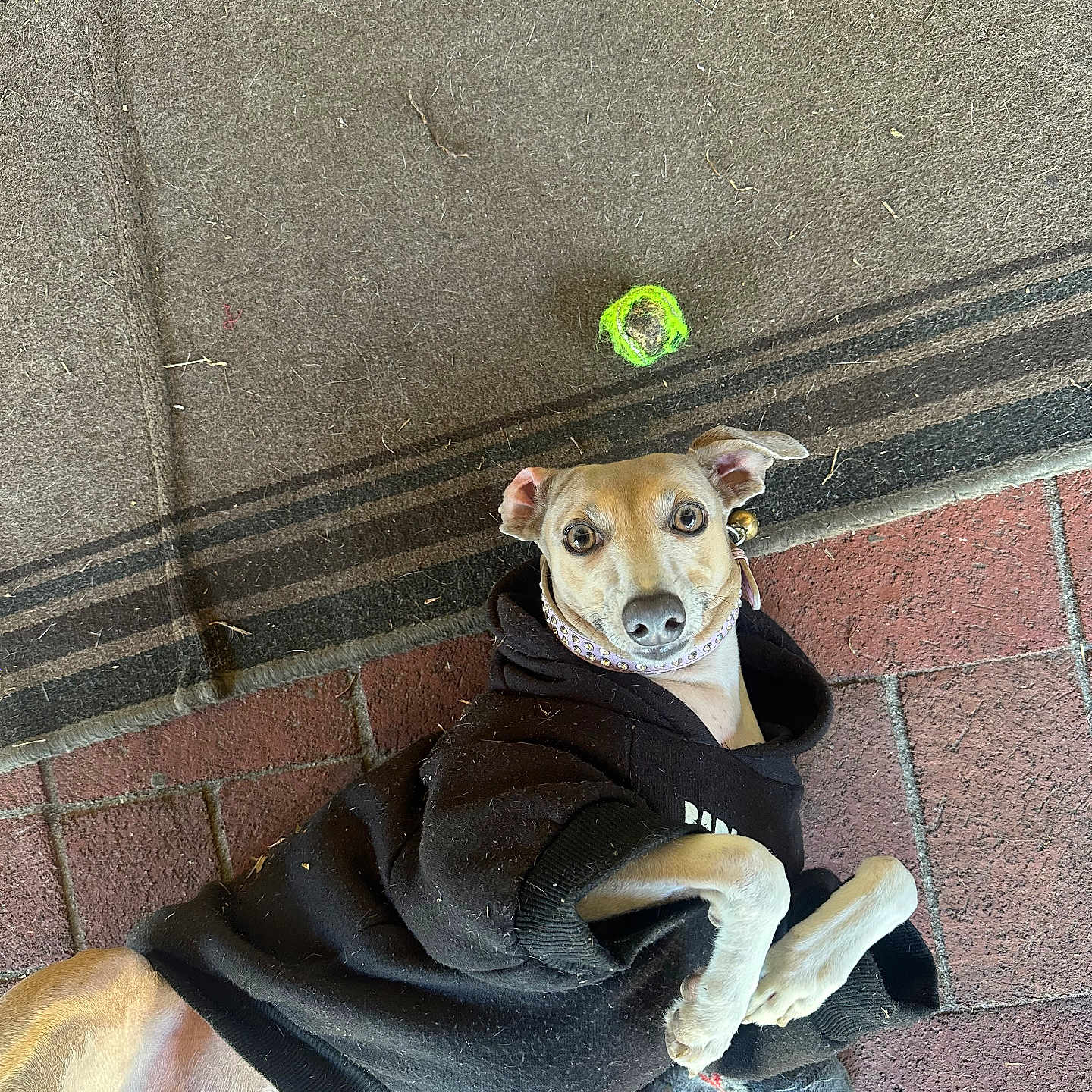 Vixxin joined the competition — help win amazing prizes! dog, dogs, pet, animal, puppy, small_dog, tan_dog, black_hoodie, collar, wide_eyes, floppy_ears, lying_down, sitting, outdoor, brick_patio, carpet, furry, companion, portrait, funny