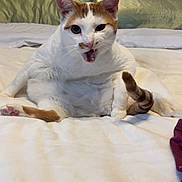 Biggie is registered to the contest to win money with this photo: cat, pet, feline, white_and_orange_cat, orange_tabby, bed, bedding, pillow, whiskers, ears, paw, pink_paw_pad, tongue, meowing, sitting, indoor, portrait, cute, chubby, curious