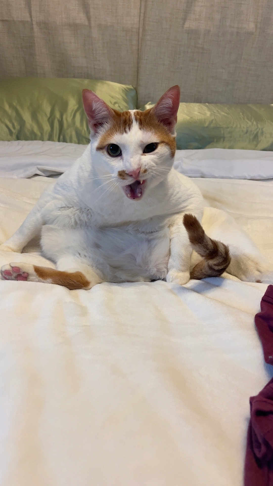 Biggie is registered to the contest to win money with this photo: cat, pet, feline, white_and_orange_cat, orange_tabby, bed, bedding, pillow, whiskers, ears, paw, pink_paw_pad, tongue, meowing, sitting, indoor, portrait, cute, chubby, curious