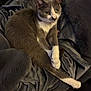 Cozette is registered to the contest to win money with this photo: cat, feline, gray_cat, tuxedo_cat, pet, whiskers, green_eyes, paws, fur, blanket, cozy, indoor, sofa, couch, fabric, relaxed, portrait, sitting, closeup, home