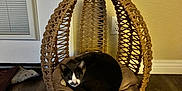 Cozette joined the competition — help win amazing prizes! cat, pet, indoor, hanging_chair, woven_basket, cushion, cozy, feline, whiskers, sitting, curled_up, wood_floor, wall, door, blinds, vent, looking_at_camera, furniture, home_interior, plush