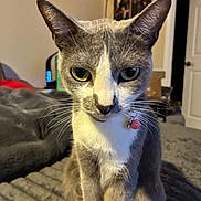 Cozette joined the competition — help win amazing prizes! cat, pet, feline, gray_and_white, whiskers, green_eyes, collar, bell, portrait, close_up, indoor, bed, blanket, sitting, fur, ears, domestic_cat, curious, household, furniture