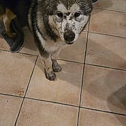 Aslan a rejoint le concours — aidez-le/la à gagner de superbes lots ! animal, canine, companion, curious, dirty, dog, domestic, ears, floor_tiles, fur, house, indoor, looking_up, messy, muddy, muzzle, paw_prints, pet, playful, tile_floor
