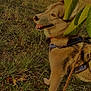 Urika participe au concours pour gagner de l'argent avec cette photo : dog, canine, grass, field, leash, harness, outdoor, nature, pet, animal, leaf, sunlight, happy, fur, muzzle, brown, white, ears, four_legs, walking