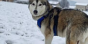 Urika a rejoint le concours — aidez-le/la à gagner de superbes lots ! dog, husky, snow, winter, outdoor, canine, animal, leash, blue_harness, field, cold, fur, pet, nature, walking, house, tree, sky, landscape, alert