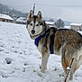 dog, husky, snow, winter, outdoor, canine, animal, leash, blue_harness, field, cold, fur, pet, nature, walking, house, tree, sky, landscape, alert