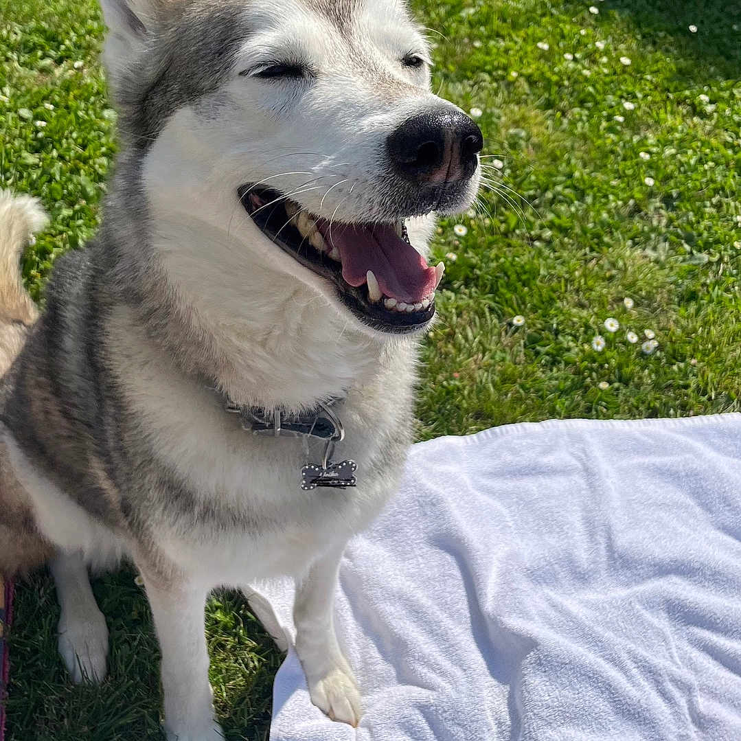 Urika participe au concours pour gagner de l'argent avec cette photo : animal, canine, collar, daylight, dog, fur, grass, happy, husky, mammal, nature, outdoor, pet, playful, relaxation, sitting, smiling, sunlight, tongue, towel