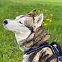 dog, husky, animal, pet, outdoor, grass, field, greenery, flower, yellow_flower, canine, fur, harness, profile, nature, mammal, walk, leash, close_up, daylight