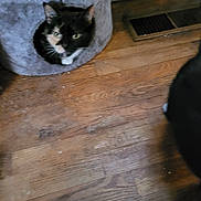 Baby Yoda joined the competition — help win amazing prizes! animal, black_cat, blurred, cat, cat_bed, corner, cozy, domestic_cat, feline, floor, floor_vent, gray_cat_bed, home_interior, household, indoor, low_light, partially_visible_cat, peeking, pet, wooden_floor