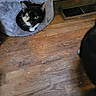 animal, black_cat, blurred, cat, cat_bed, corner, cozy, domestic_cat, feline, floor, floor_vent, gray_cat_bed, home_interior, household, indoor, low_light, partially_visible_cat, peeking, pet, wooden_floor