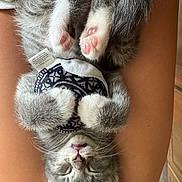 Hiro is registered to the contest to win money with this photo: adorable, animal, close_up, cozy, cute, furry, gray_fur, human, indoor, kitten, legs, nap, outfit, paws, pet, resting, sleeping, soft, toy, whiskers