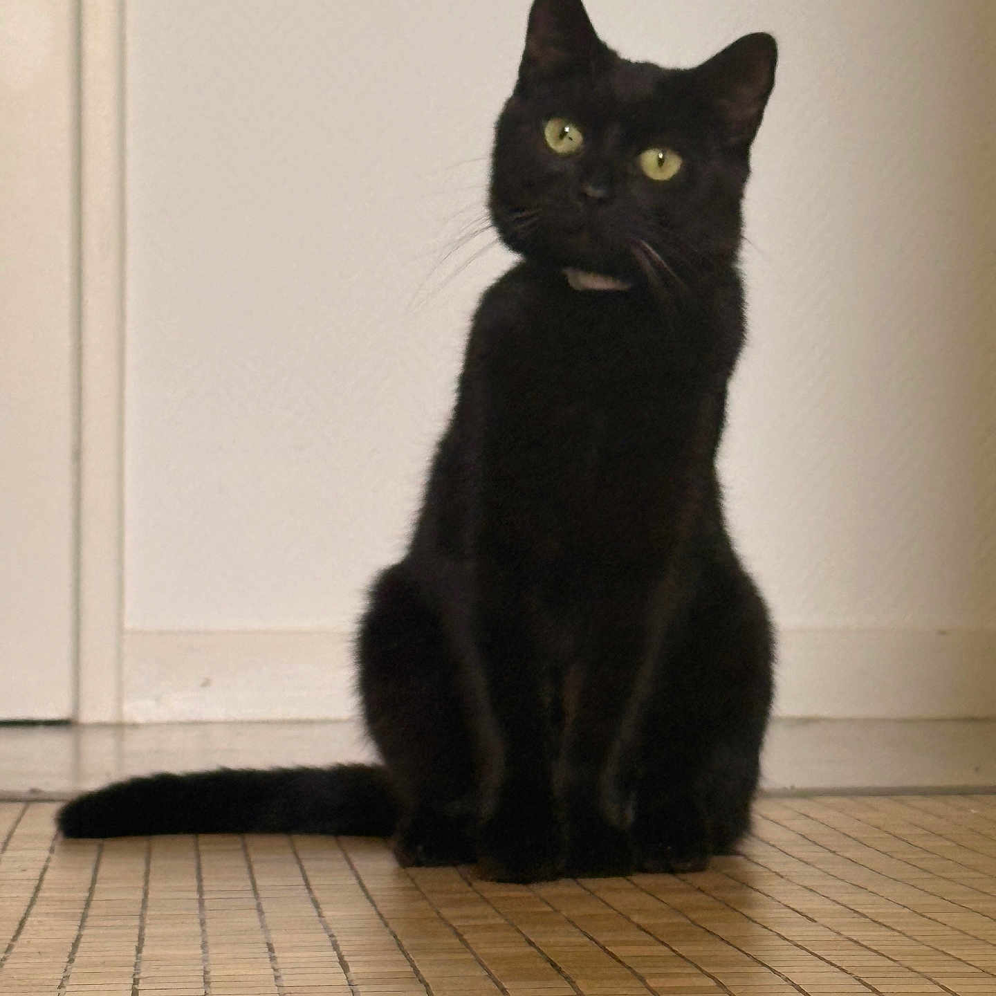Sirius a rejoint le concours — aidez-le/la à gagner de superbes lots ! cat, black_cat, pet, indoor, floor, tilted_head, curious, yellow_eyes, animal, feline, sitting, tiles, domestic_cat, whiskers, ears, tail, quiet, calm, house, portrait
