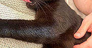 Sirius a rejoint le concours — aidez-le/la à gagner de superbes lots ! animal, black_cat, blanket, cat, close_up, cozy, cute, domestic_cat, fur, hand, human, indoor, licking, pet, relaxed, resting, texture, tongue_out, whiskers, yellow_eyes