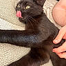 Sirius a rejoint le concours — aidez-le/la à gagner de superbes lots ! black_cat, cat, pet, animal, tongue_out, licking, whiskers, fur, close_up, indoor, hand, human, resting, texture, blanket, cozy, relaxed, cute, yellow_eyes, domestic_cat
