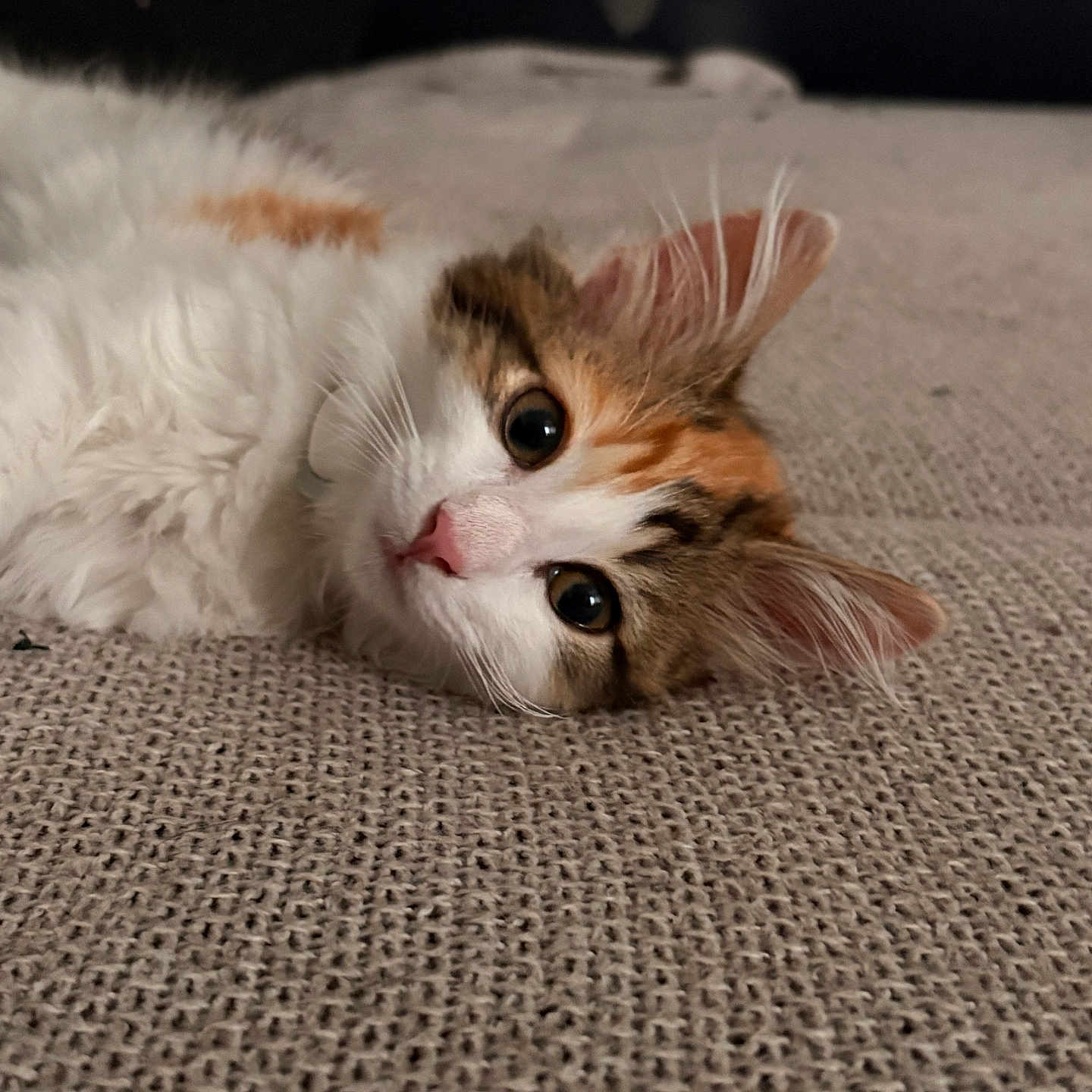 Akira