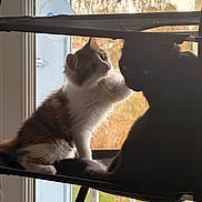 Akira participe au concours pour gagner de l'argent avec cette photo : cat, cats, black_cat, white_cat, window, window_perch, pet, animal, feline, indoor, light, autumn, nature_outside, touching, friendship, curious, fluffy, cute, domestic_cat, companion