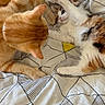 Akira participe au concours pour gagner de l'argent avec cette photo : cat, kitten, orange_cat, calico_cat, playing, bed, blanket, indoor, pet, animal, feline, cute, fur, whiskers, resting, cozy, young_cat, domestic_cat, interaction, soft