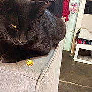 Onyx joined the competition — help win amazing prizes! animal, black_cat, cat, chair, clothes, clothesline, couch, cozy, domestic, ears, floor, fur, furniture, indoor, laundry, pet, relaxing, room, wall, whiskers