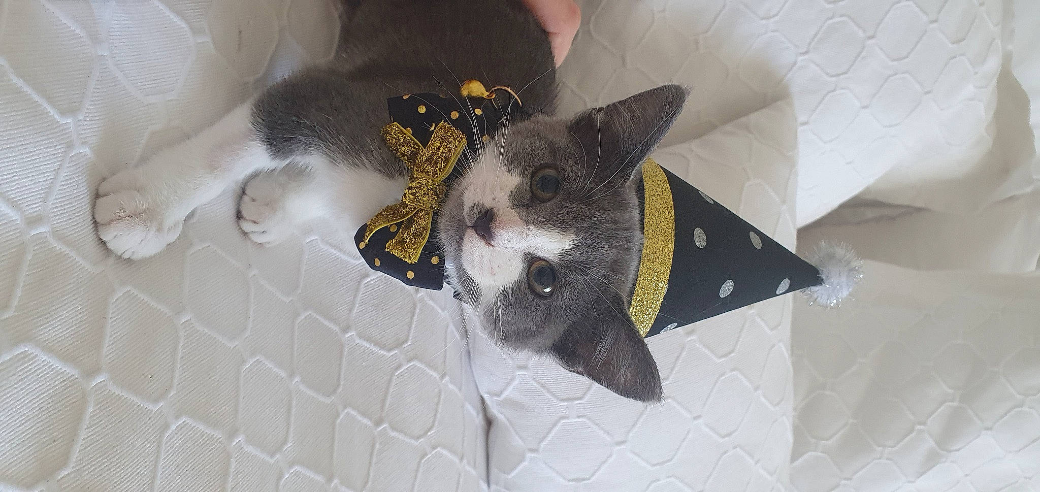 Lucy is registered to the contest to win money with this photo: carnivore, cat, cat_supply, claw, collar, domestic_short_haired_cat, felidae, fur, kitten, pet_supply, small_to_medium_sized_cats, snout, terrestrial_animal, tile, vertebrate, whiskers