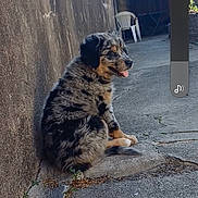 Arkanna participe au concours pour gagner de l'argent avec cette photo : puppy, dog, sitting, tongue_out, outdoor, concrete, wall, alley, plastic_chair, bricks, sunlight, shadow, fur, black, brown, gray, happy, pet, young_dog, nature