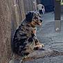 puppy, dog, sitting, tongue_out, outdoor, concrete, wall, alley, plastic_chair, bricks, sunlight, shadow, fur, black, brown, gray, happy, pet, young_dog, nature