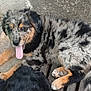 puppy, dog, playful, tongue_out, outdoor, stone_floor, metal_grate, green_mesh, fur, black_dog, resting, animal, cute, pet, canine, young_dog, fluffy, close_up, two_dogs, relaxed