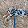 puppy, dog, leash, green_harness, gravel, tree_trunk, outdoor, playful, lying_down, spotted_fur, animal, pet, young_dog, ears, tail, snout, paws, happy, nature, daylight