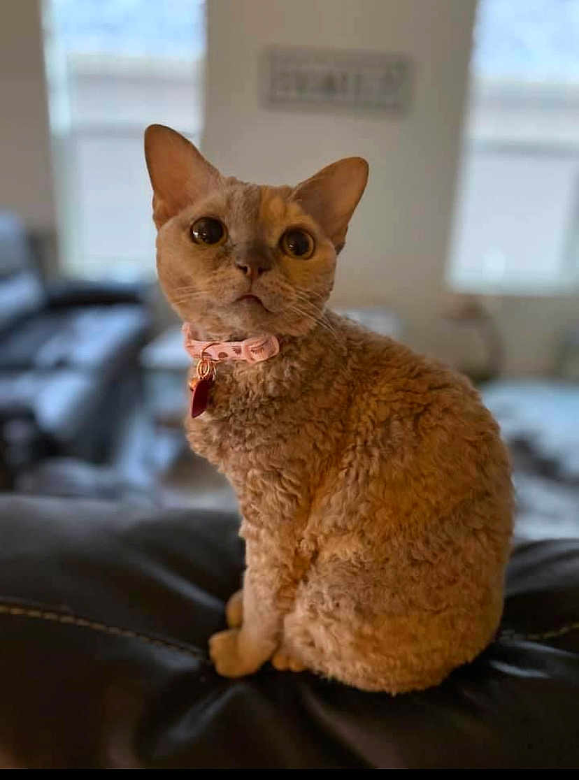 Moxie