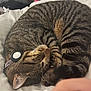 Monsoon joined the competition — help win amazing prizes! cat, tabby, sleeping, curled_up, pet, feline, collar, whiskers, paw, fur, striped, domestic_animal, bed, blanket, cozy, resting, cute, animal, indoor, closeup