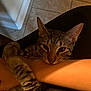 Monsoon is registered to the contest to win money with this photo: cat, tabby, pet, animal, hugging, arm, person, indoor, floor, tile, fur, whiskers, ears, closeup, resting, cute, domestic, companionship, affection, cozy