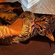 Monsoon joined the competition — help win amazing prizes! cat, tabby, pet, playful, hand, bracelets, jewelry, paw, bite, indoor, floor, tile, human, affection, closeup, feline, animal, cute, fur, claws